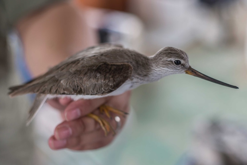 A Terek sandpiper