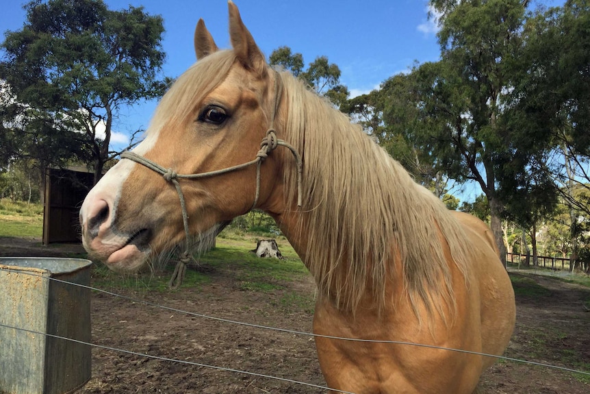 Horse stands in a yard