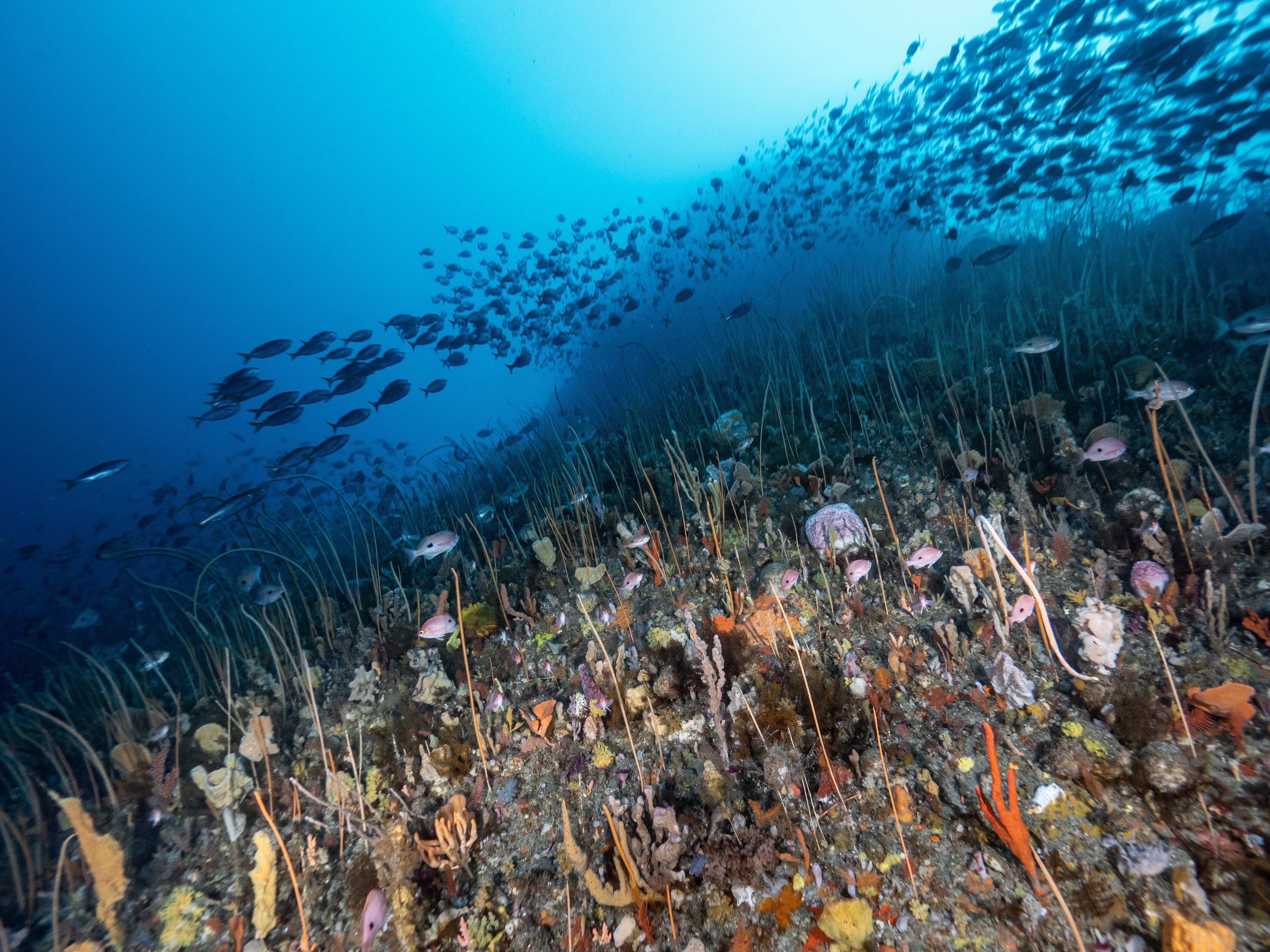 underwater colourful reef