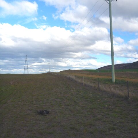 Dead wedge-tail eagle under power line