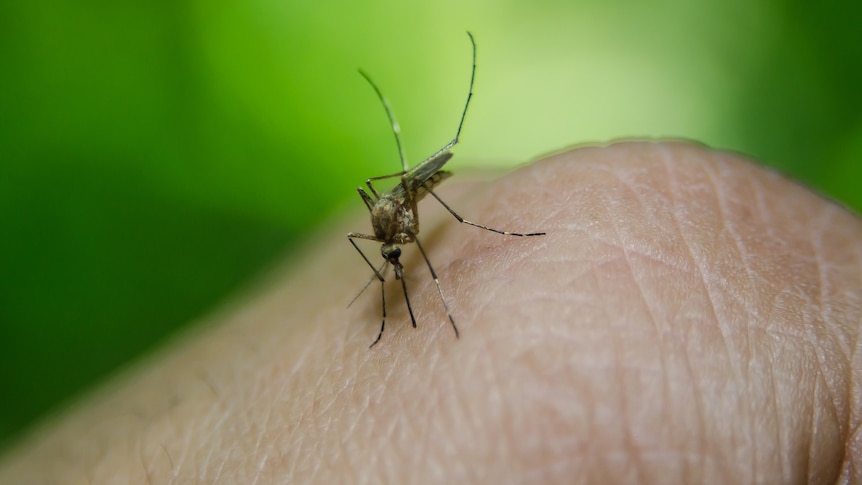 Magnified image of a mosquito landing on person's hand.
