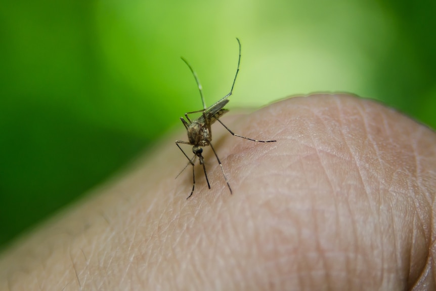 Magnified image of a mosquito landing on a person's hand.
