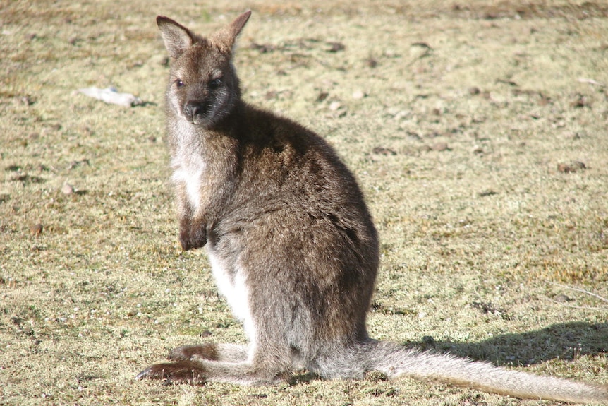 A Bennetts wallaby