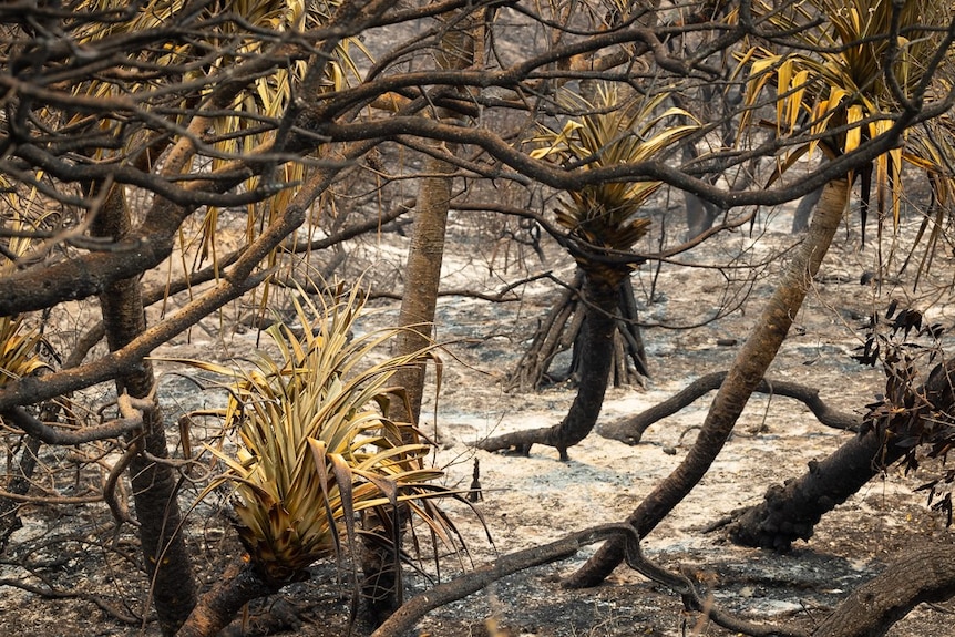 Burnt out bushland.