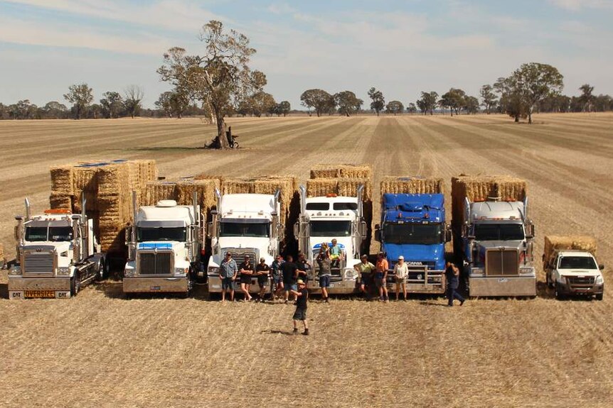 People standing in front of trucks loaded with hay