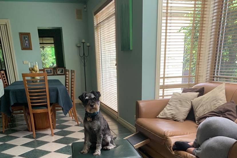 A green living room is seen with cream and green wiles. A small terrier sits stop an ottoman looking at the camera.