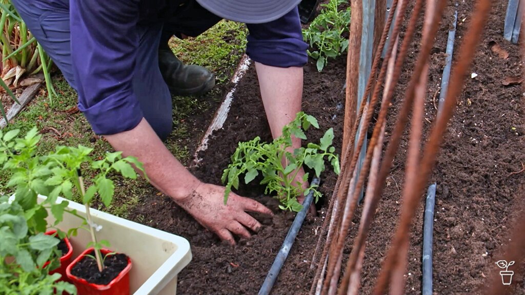 Josh planting a tomato seedling in his vegetable garden.