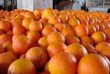 Crates of juicing oranges grown in Australia