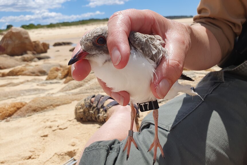 A small bird is held by a person, with a tag of T7 on its leg.