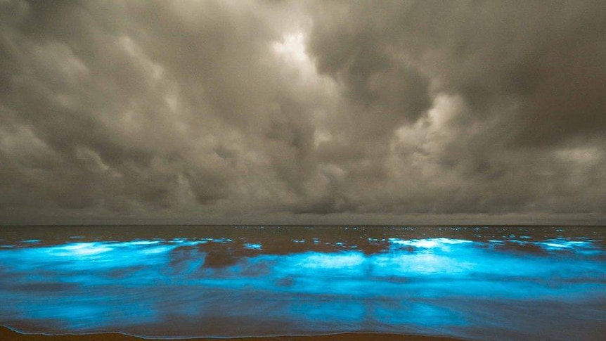 Blue glowing sea sparkles in tasmania