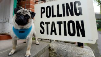 A pug wearing a blue coat stands in front polling booth sign.