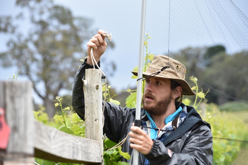 A scientist rigging up echolocation devices at a vineyard.