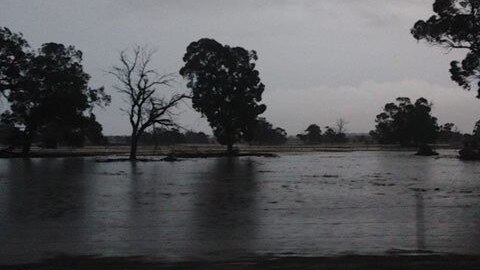 Flooding rain covers a paddock.