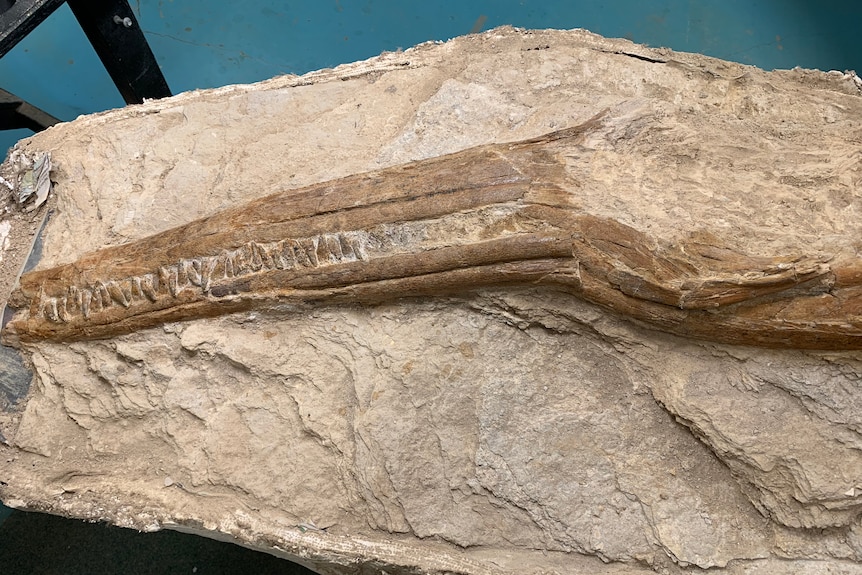 a fossil of a large fish on a table