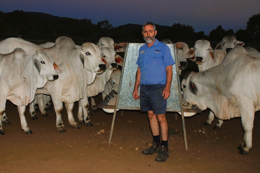 A man in blue shirt and shorts standing in front of a herd of cattle.