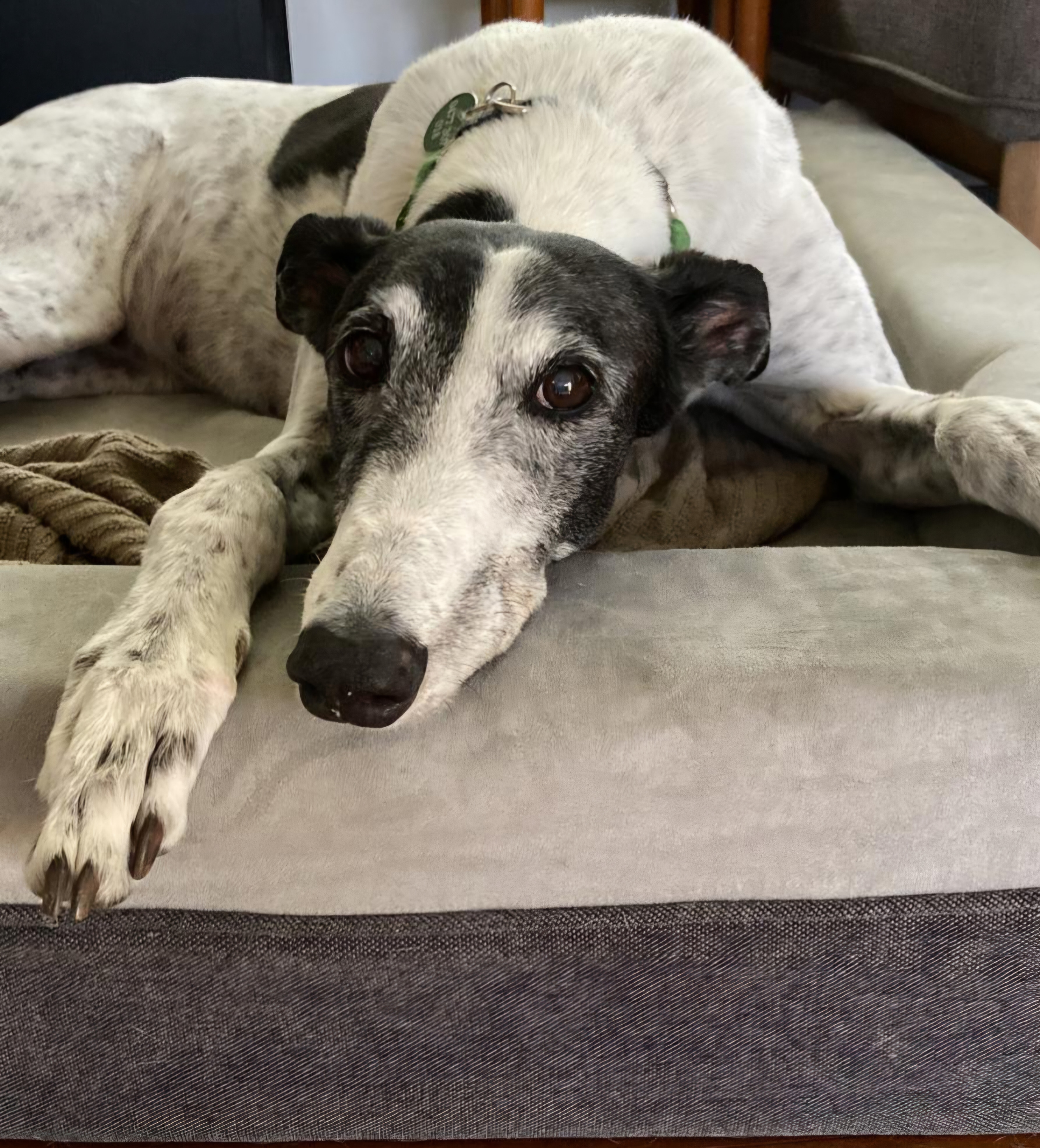 A black and white greyhound on a dog bed