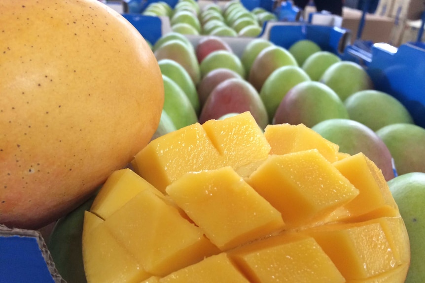 A sliced mango cheek with other mangoes in a tray