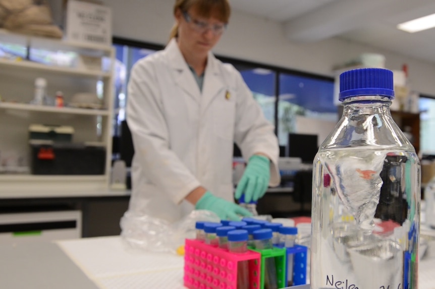 Amanda Neilen in a laboratory at Griffith University.