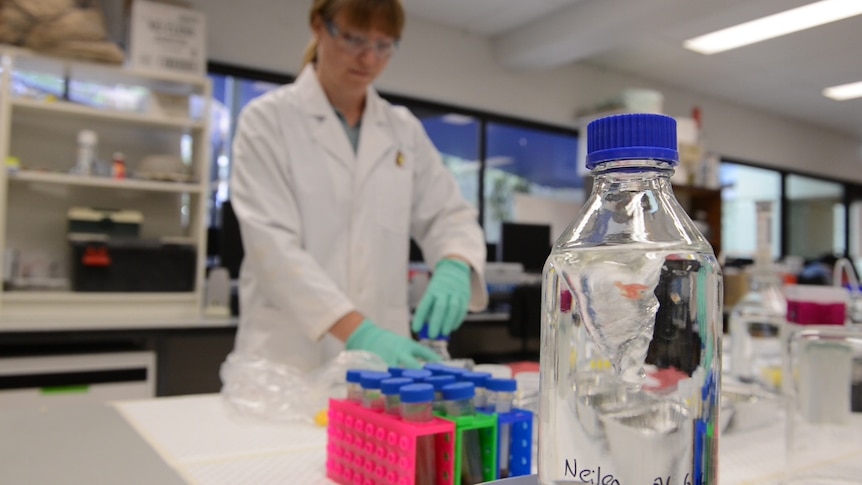 Amanda Neilen in a laboratory at Griffith University.