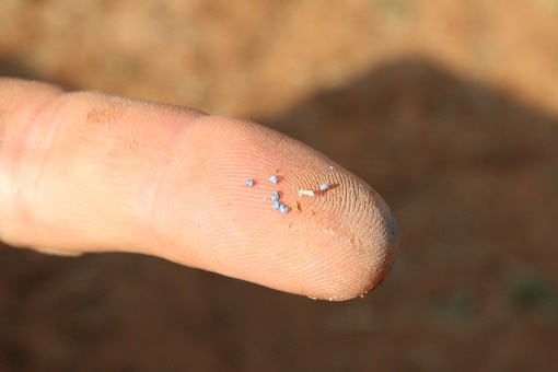 Victoria's first poppy seeds planted in a new farming industry for the state