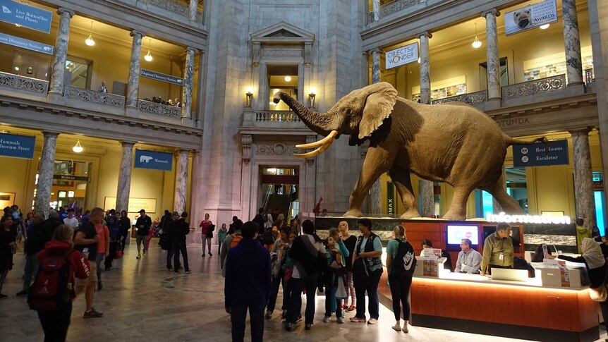 An elephant which features at the Smithsonian Natural History Museum.
