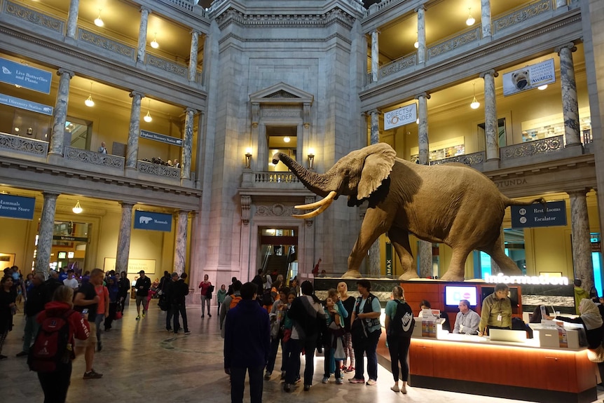 An elephant which features at the Smithsonian Natural History Museum.