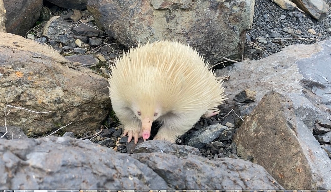 A white echidna