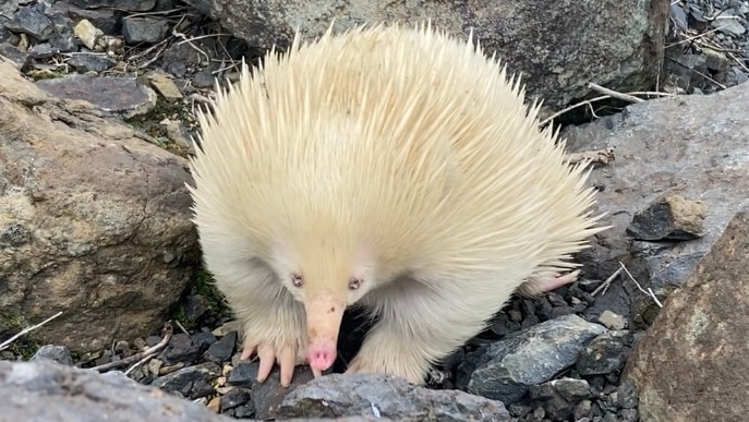 A white echidna