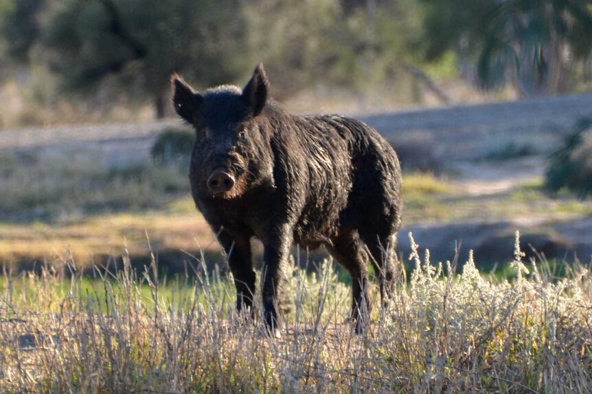 Feral Pigs May Have Helped Boost Crocodile Numbers in the Northern  Territory, Australia, Smart News