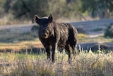 Feral pig