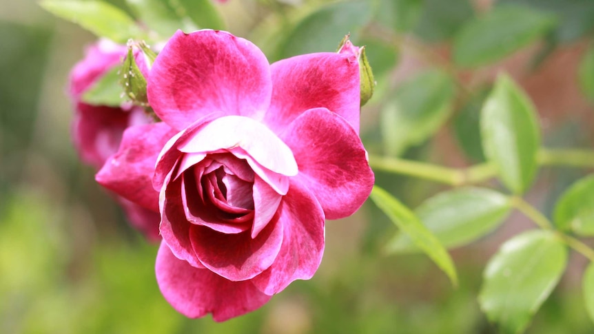 A single hot pink rose against a blurred background of green.