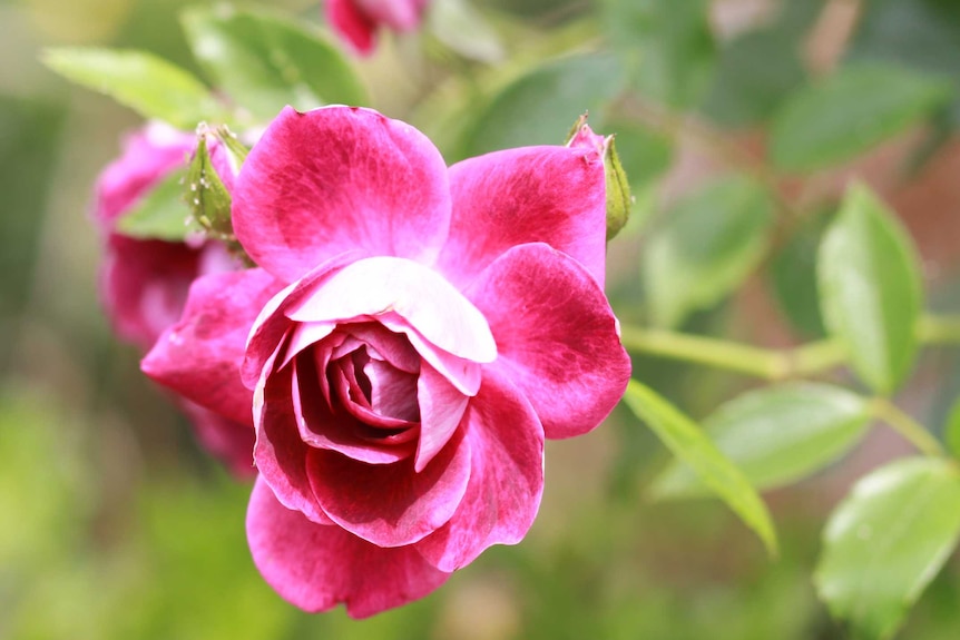 A single hot pink rose against a blurred background of green.