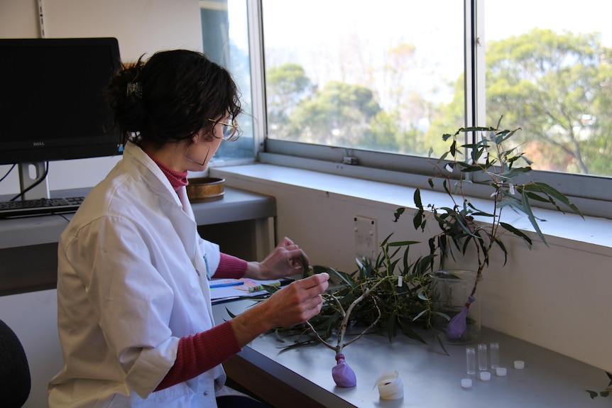 Erin Bok sitting at a desk at a lab in front of a window. She has her tree samples and empty viles in front of her. 