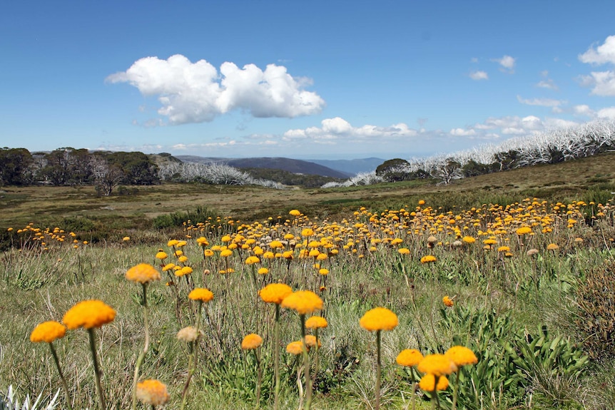 Falls Creek Landscape