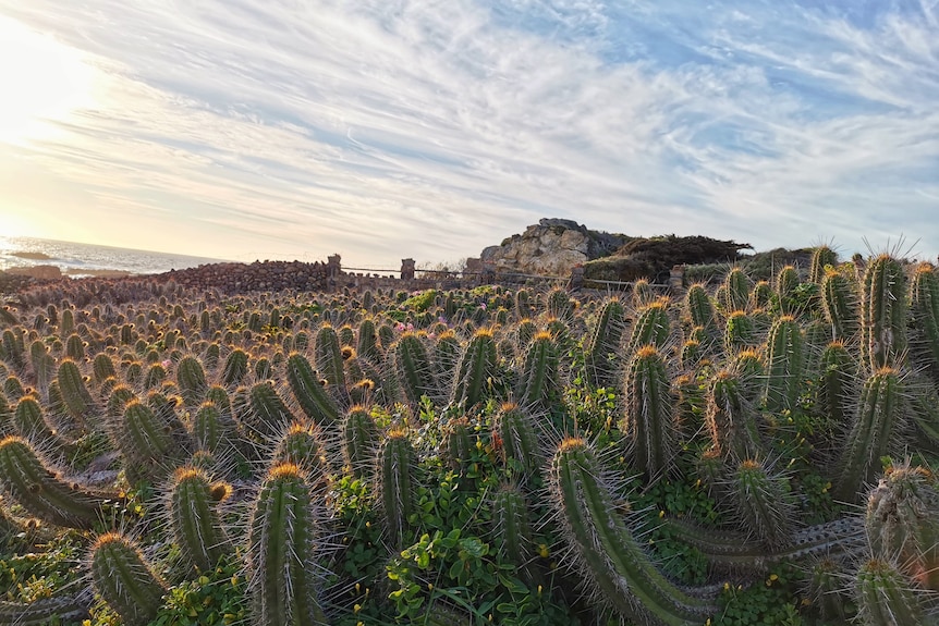 Desert in Chile with an abundance of cacti.