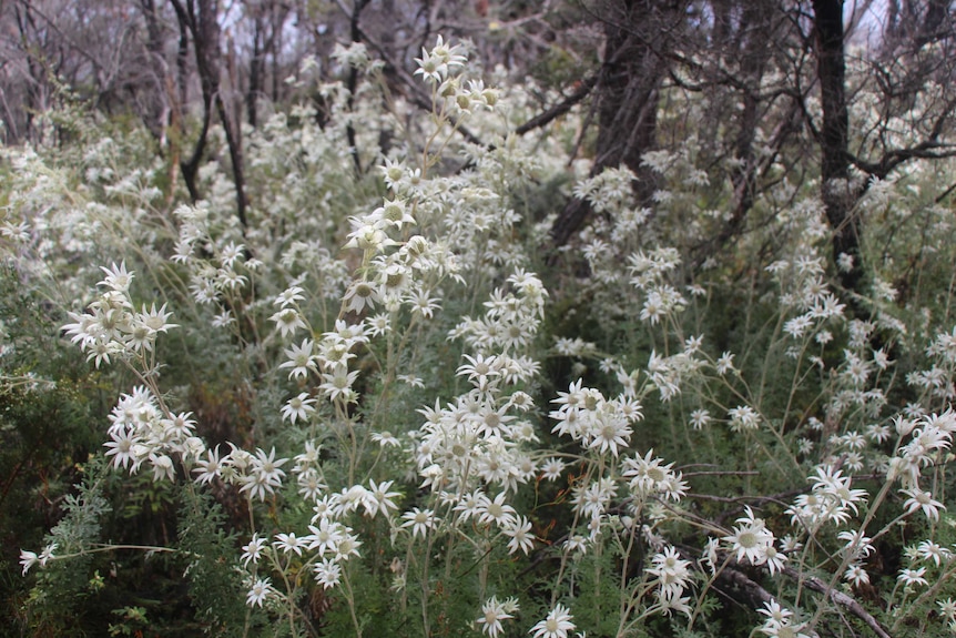 Flannel flowers at the Kattang Nature Reserve.