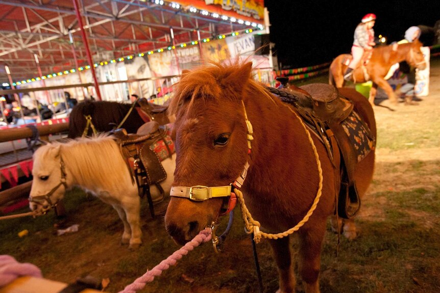 Ponies in front of a dodgem car ride at a carnival.