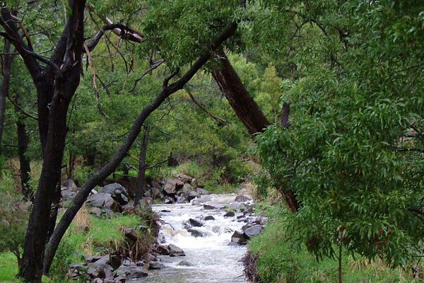 Kings Meadows Rivulet at the Punchbowl reserve