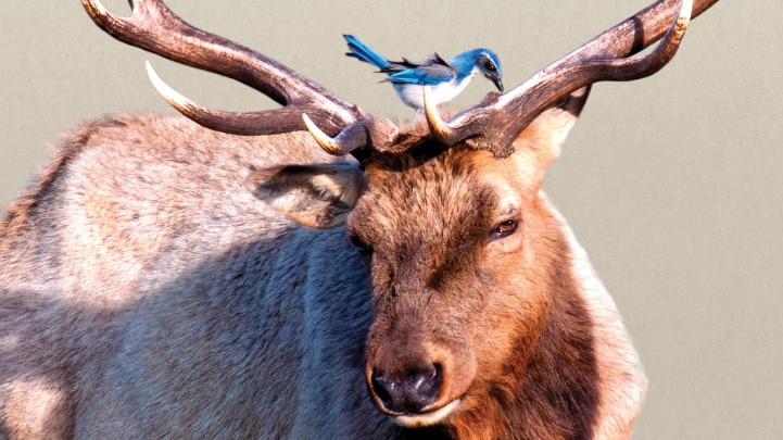 Book cover showing a drawing of a small blue bird on the head of a deer