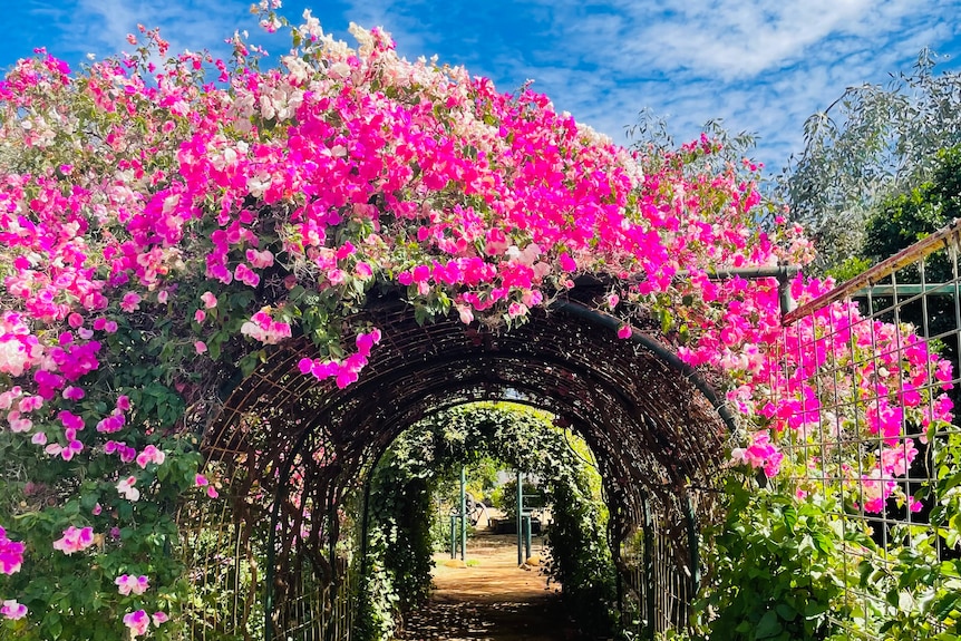  An archway covered in bright pink and white bougainvillea's at Darriveen Station.