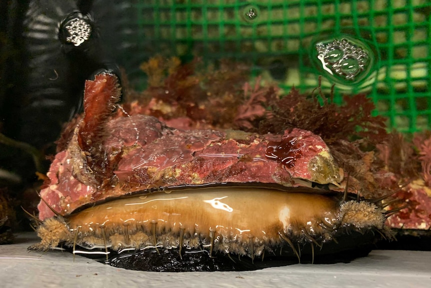 Live abalone farmed in a tank