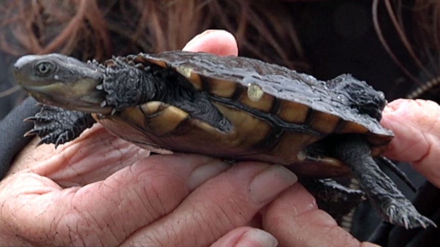 A close-up shot of a person's hand holding a tortoise.