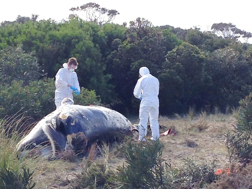 Scientists dissect a pygmy right whale