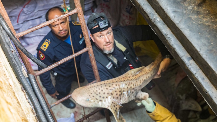 Two men, one holding a leopard shark, look up at the camera.