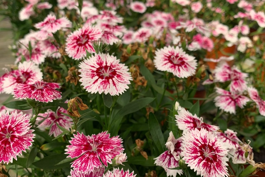 Pink and white flowers in pots on a table.