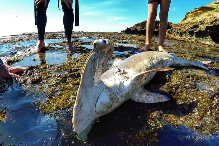 A hammerhead shark lies dead near a rockpool while three people stand around it.