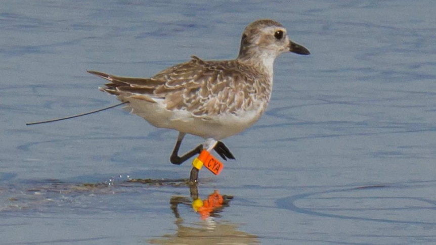 A grey plover with satellite tag fitted to its back.