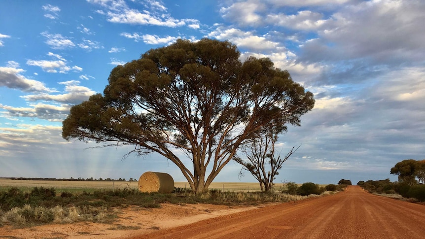 A gravel farm path with a large tree with a field nearby