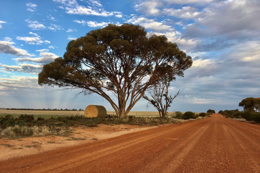 A gravel farm path with a large tree with a field nearby