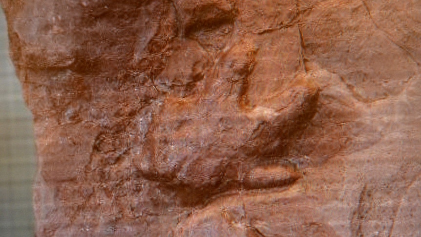 The handprint of the baby dinosaur Massospondylus.